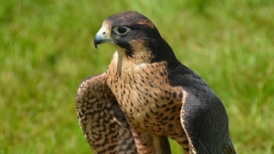 Huxley's Birds of Prey photo