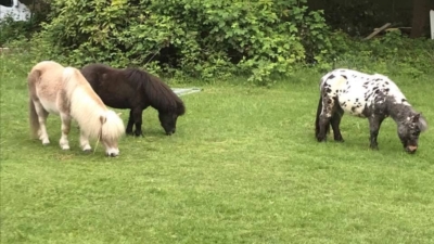 Kingswood Shetlands photo